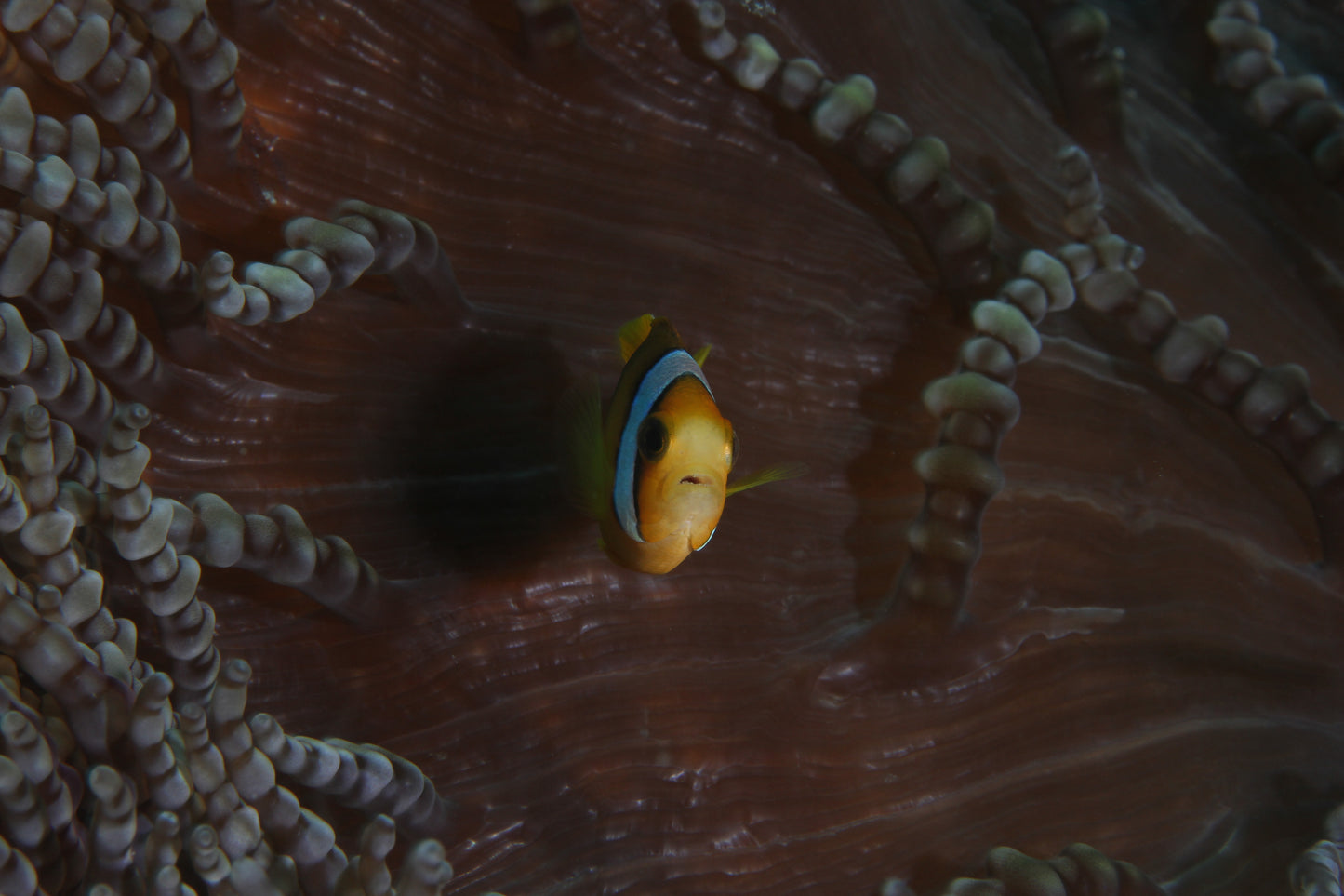 clown fish