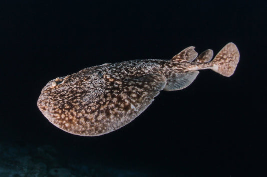 torpedo