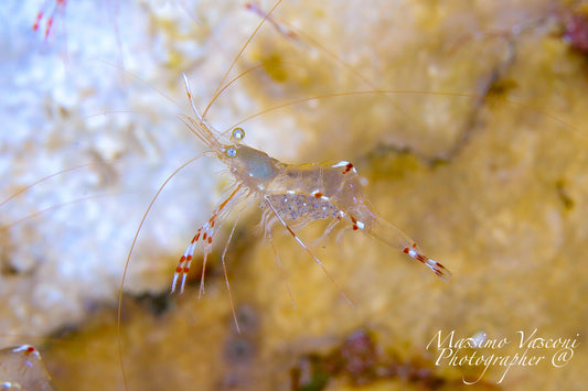 shrimp with eggs