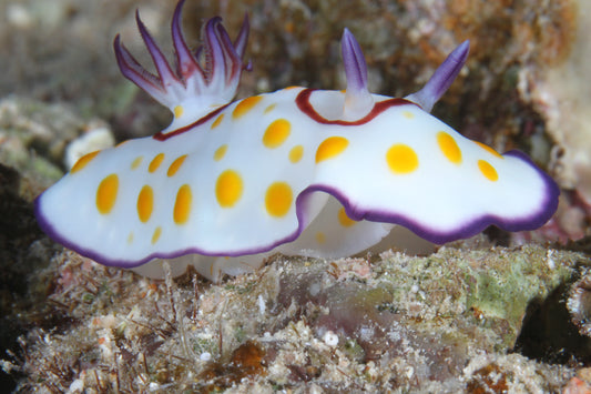 nudibranch