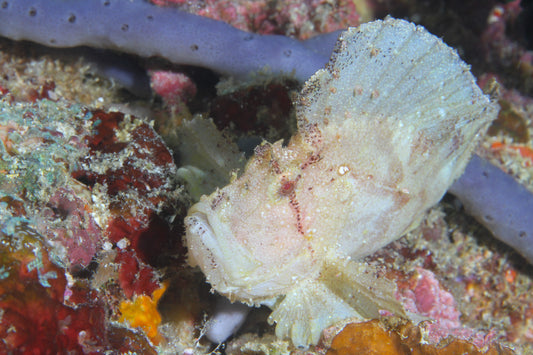 pesce foglia