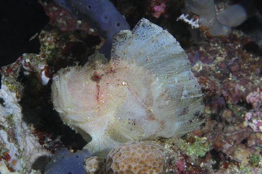 pesce foglia