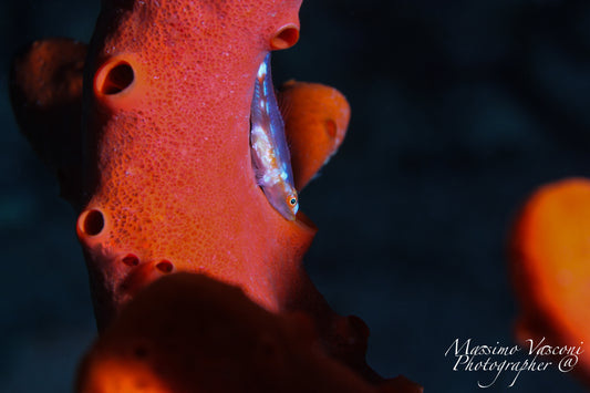 red sponge