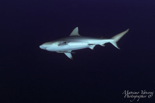 shark grey