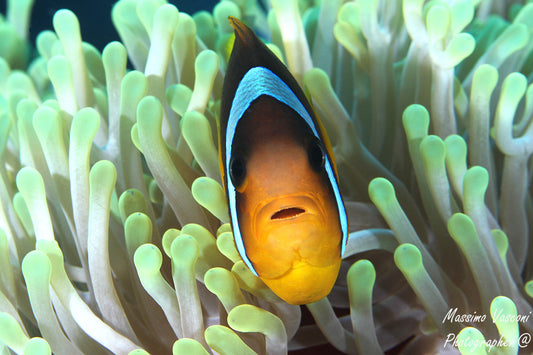 clown fish