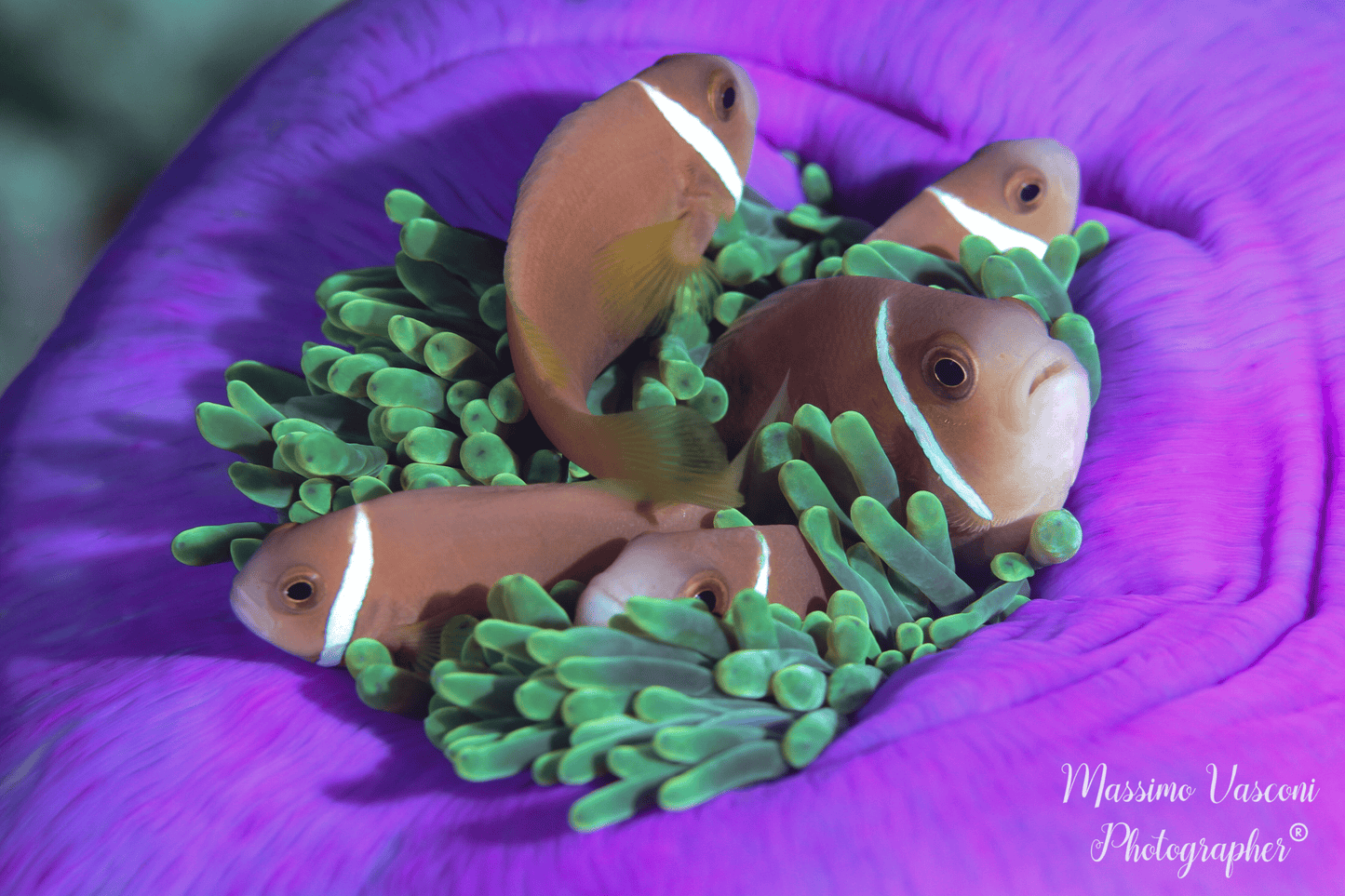 clown fish