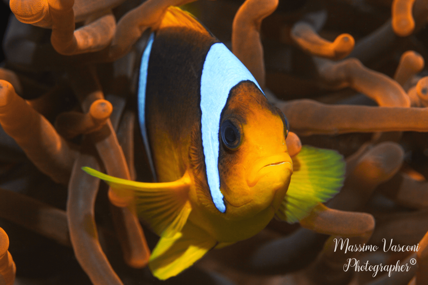 clown fish