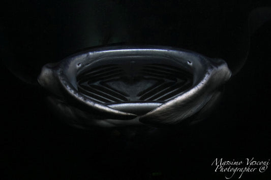 manta