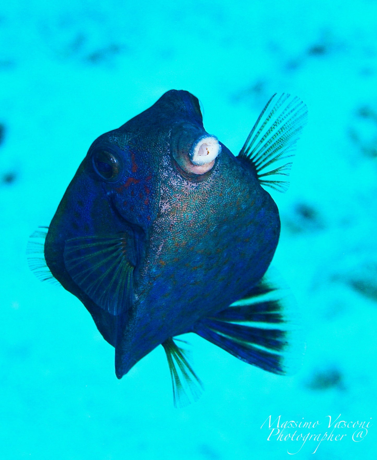 box fish