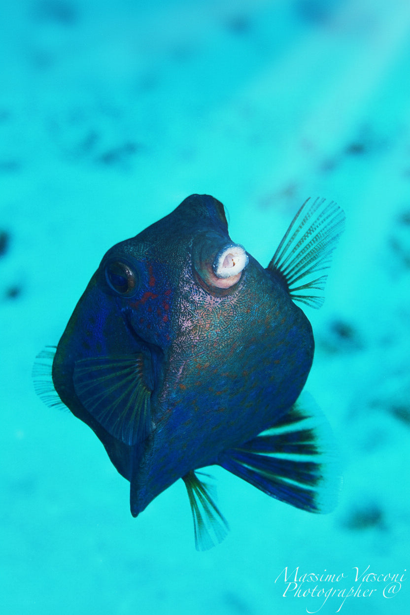 box fish