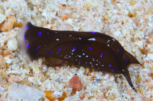 nudibranch hammerhead