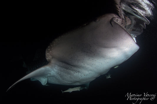 shark whale