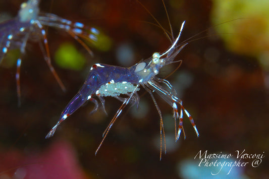 shrimp with eggs