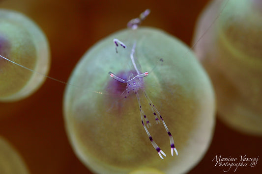 shrimp