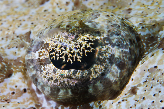 crocodile fish pupil