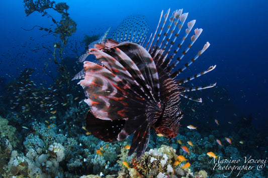 lion fish