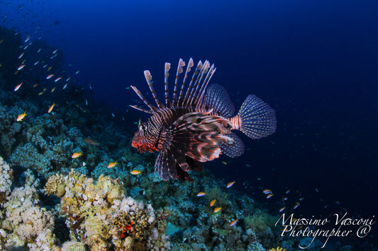 lion fish