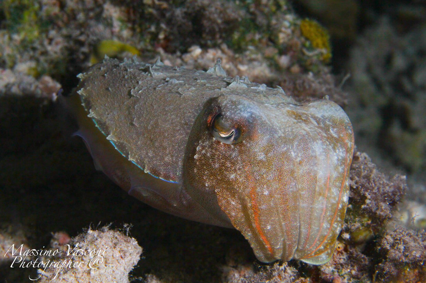 cuttlefish