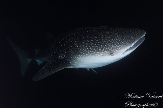 shark whale