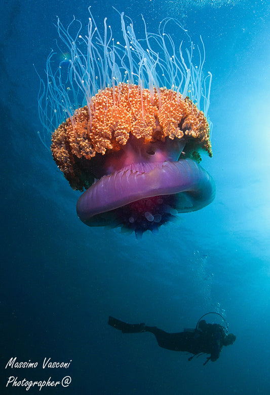 jellyfish
