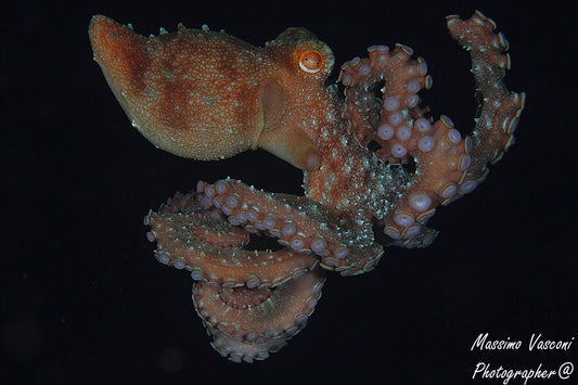 octopus