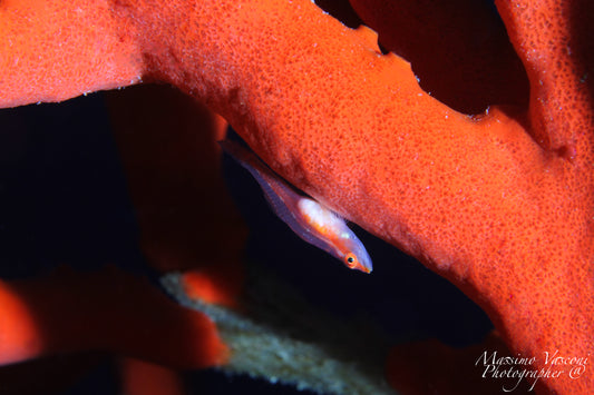 red sponge
