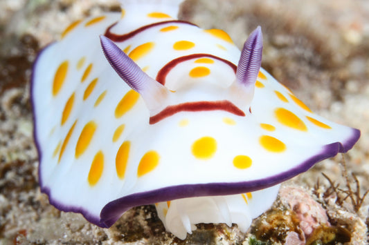 nudibranch