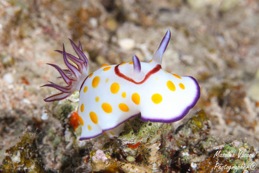 nudibranch