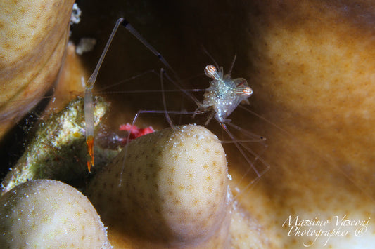 small shrimp