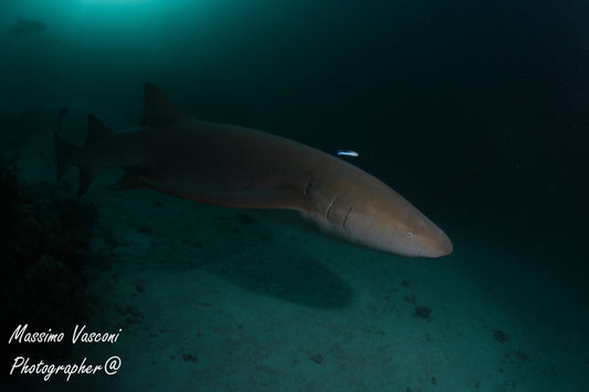 shark nurse