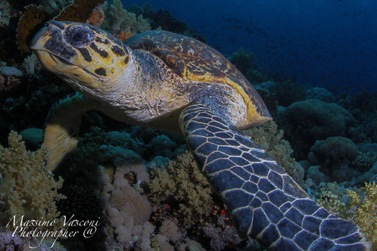 turtle