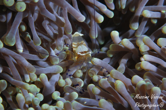 shrimp in anemone