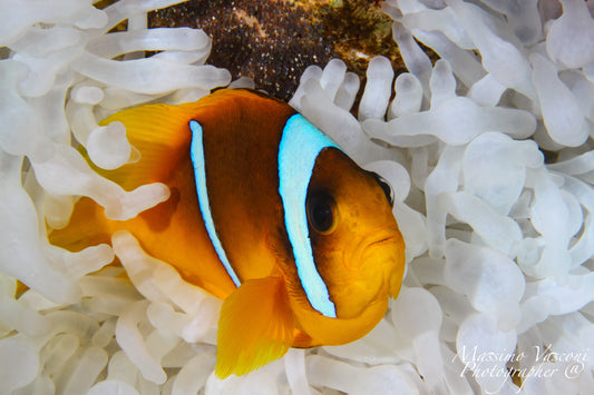 clown fish