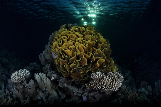 yellow lettuce coral
