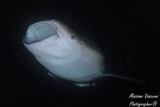 shark whale