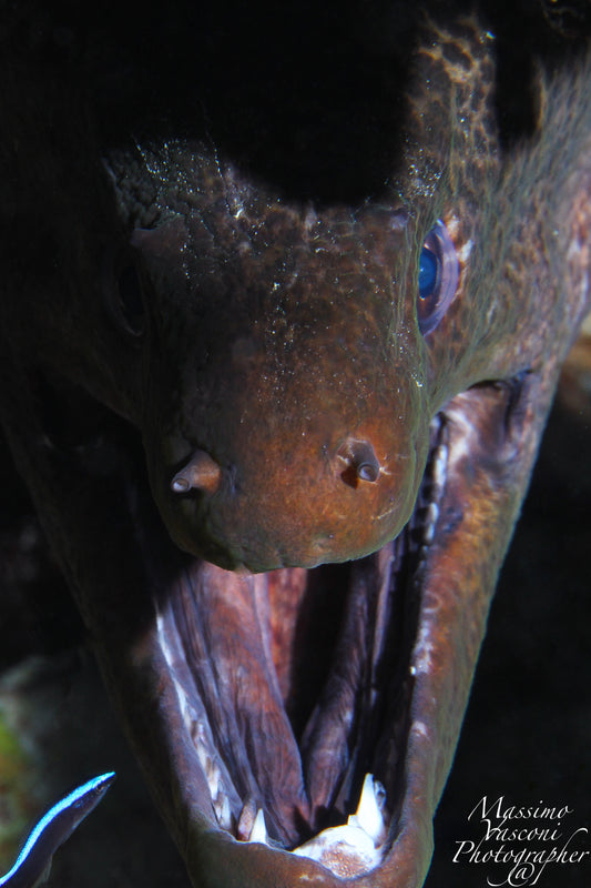 murena Devil