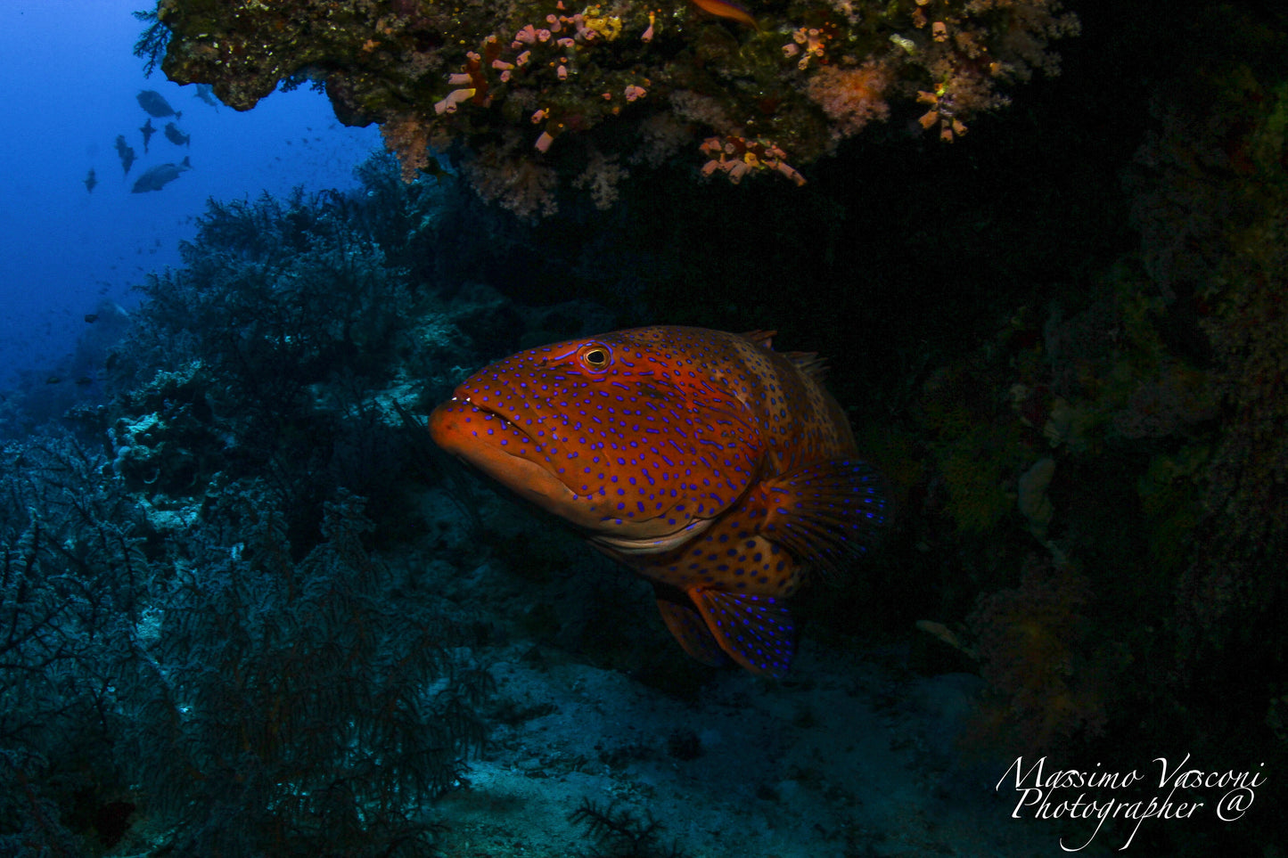 grouper fish