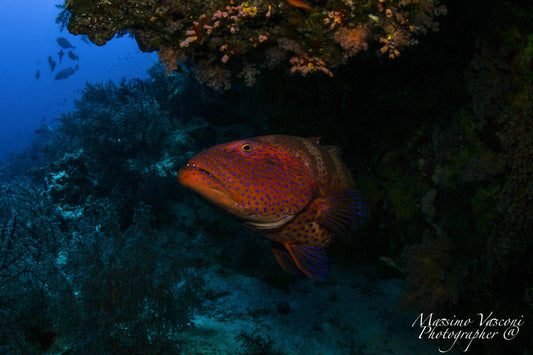 grouper fish