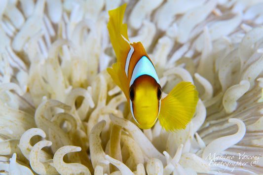 clown fish