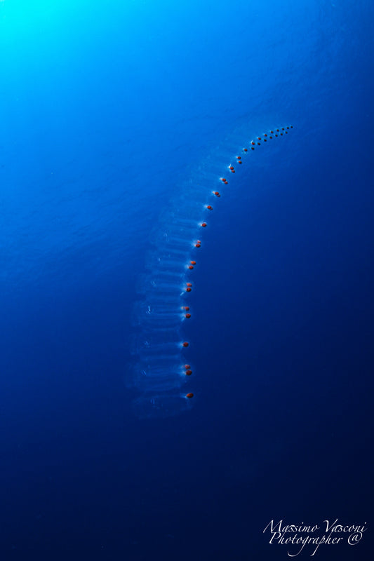 plankton eggs