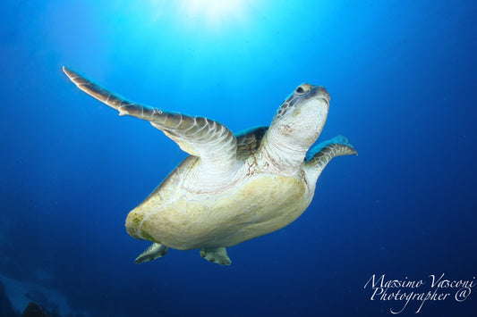 Turtle