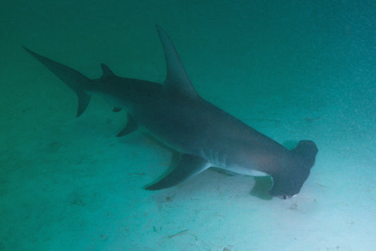 shark mokarran