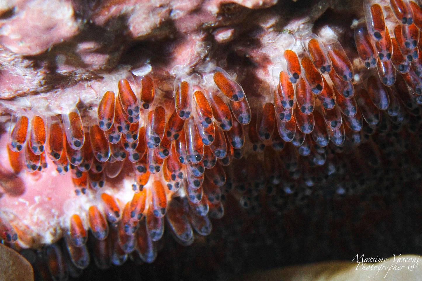 clown fish eggs