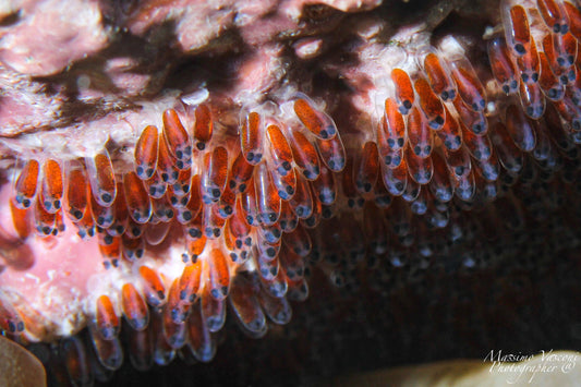clown fish eggs
