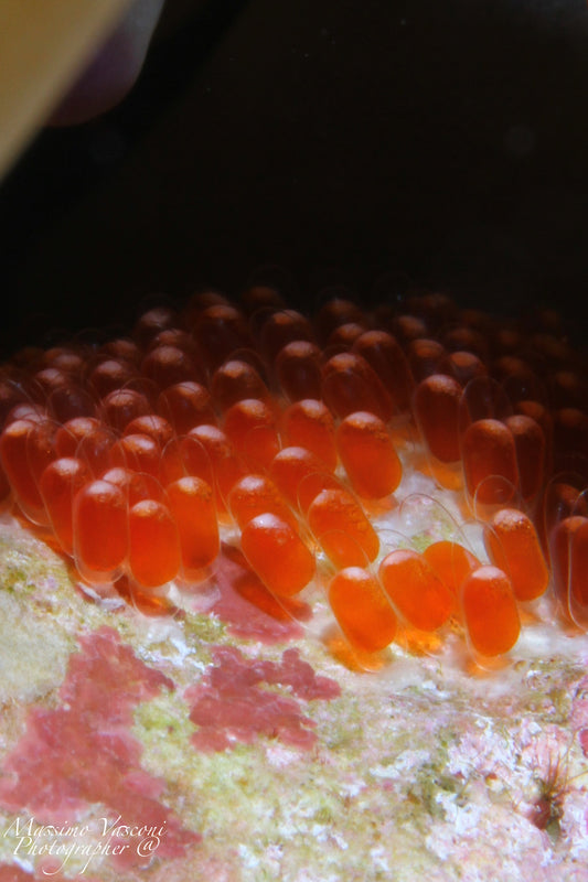 clown fish eggs