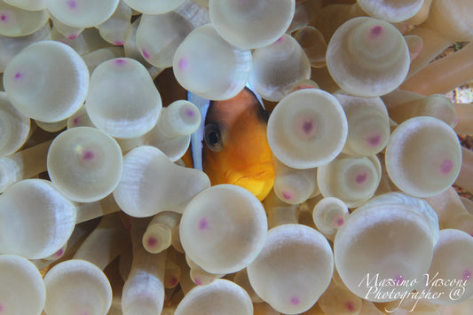 clown fish