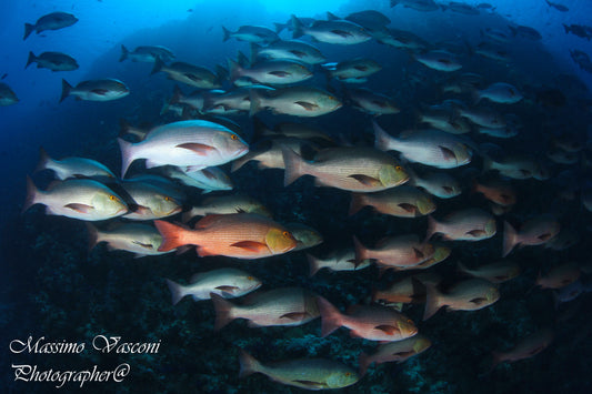 red snapper