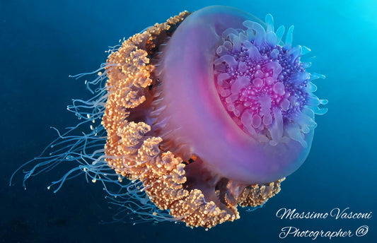 Maldive Jelly fish