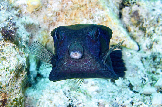 box fish