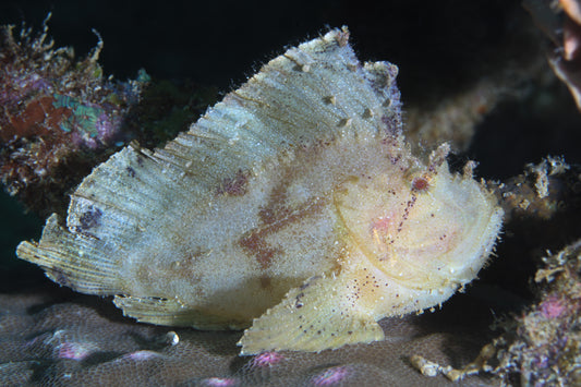 leaf fish